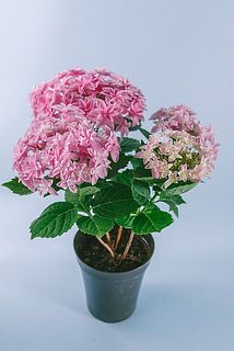 花付きには個体差があります。