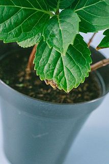 一部、葉に傷がある場合がございます。