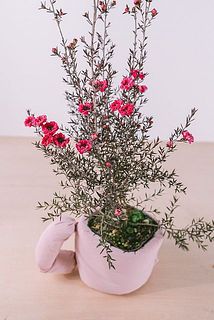 花付きには個体差があります。