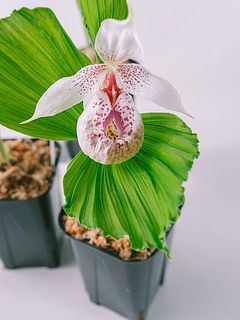 袋のようにふくらんでいる👀