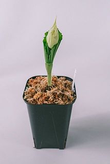 蕾の状態でお届けする場合がございます。