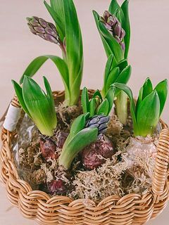 セロハンと水苔もセットでお届けします。