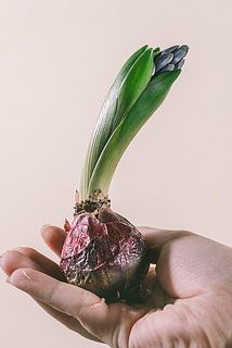 一部根っこがついていない場合がございます。