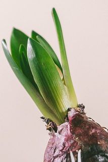 葉などに傷や折れがある場合がございます。