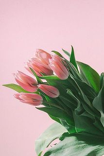 お届け一例。チューリップの品種はおまかせ