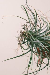 茶色の部分は根っこになります。枯れではございませんのでご安心ください。