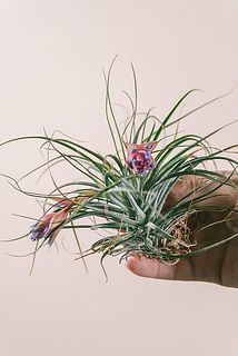 花の咲き具合や大きさには個体差がございます。