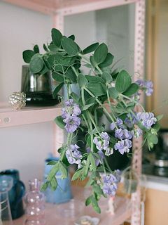 棚に置くとこんな感じです。お花の楽しみ方が広がります。