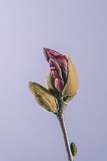 開花具合には個体差があります。