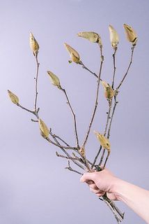 花付き、枝ぶりには個体差があります。