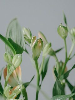 蕾の状態でお届けします。