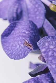 輸送時に花弁に傷がついてしまう場合がございます。