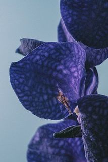 輸送時に花弁に傷がついてしまう場合がございま