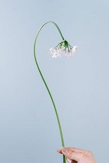 花の特性上、やや下向きになることがあります。