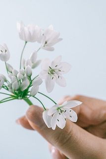 星型の花姿がかわいい⭐️
