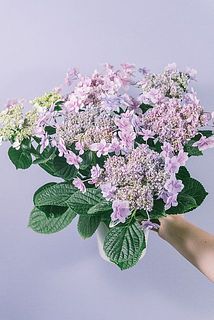 大きさには個体差がございます。