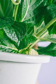 一部、葉が茶色く変色している場合がございます。