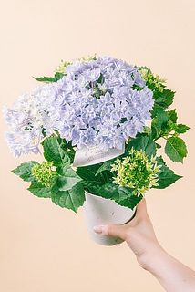 色や枝ぶりには個体差があります。