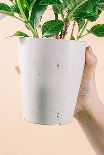 鉢が土で汚れている場合がございます。気になる方は優しく拭き取ってください。