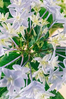 花殻が茶色く変色している場合がございます。