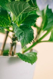 一部、葉が茶色く変色している場合がございます。