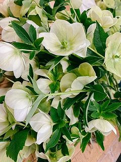 ホワイトアンティーク