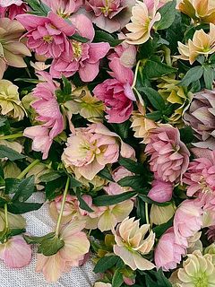 ダブルピンクアンティーク