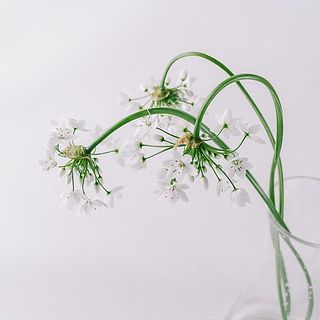 花の特性上、やや下向きになることがあります。