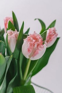 柔らかなフリンジがかわいい！