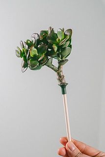 多肉はピックについています🌱