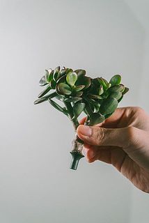 ピックから外れやすくなっています。