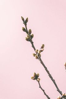 ふっくらな蕾🌸