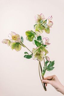 花付きには個体差がございます。