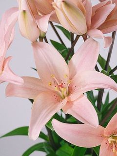 中央のそばかす模様もかわいい🥰