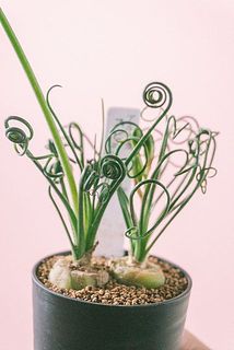 くるんとした葉っぱが特徴🌀