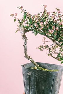 ワイヤーで枝を曲げています。