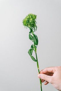 マリモみたいでかわいい！