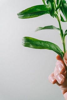 葉が少し変色している場合がございます