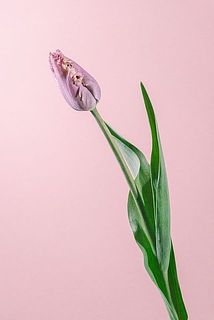 フローリストの一押しクランチクミンズ！