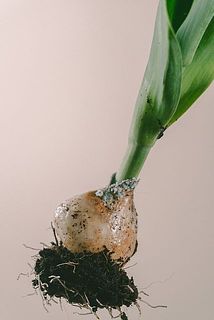 球根部分は蒸れやすくカビが発生する場合がございます。表面だけでしたら拭いてよく乾かすとこで改善します。