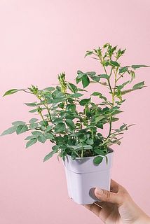 ボリュームや枝ぶりには個体差があります