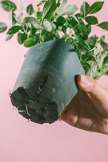 鉢底から根っこが出ている場合がございます。