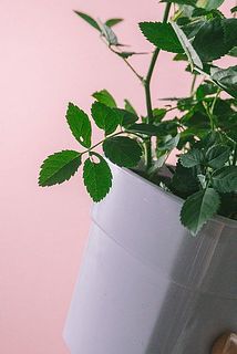 一部葉っぱに切れ目や穴が空いている場合がございます。