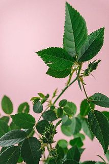 一部葉っぱに切れ目や穴が空いている場合がございます。