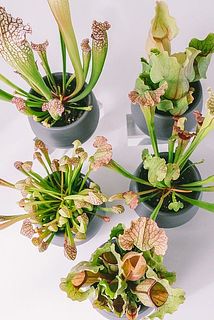 品種はおまかせでお届けとなります