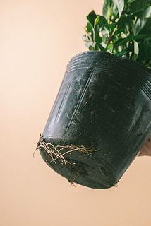 下から根っこが飛び出している場合がございます。