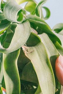 一部傷がついてることがございます。