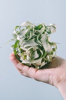 形、サイズには個体差があります。