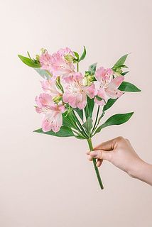 花付きには個体差がございます。