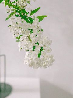 ふりふりの八重咲が可愛い🥰